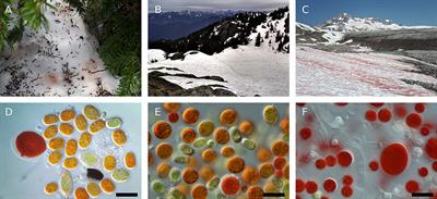 Variation in Snow Algae Blooms in the Coast Range of British Columbia